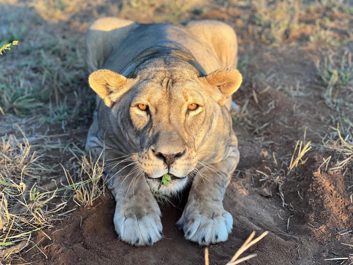 Simba Safaris African Pride Exotic Lodge Lephalale Luaran gambar