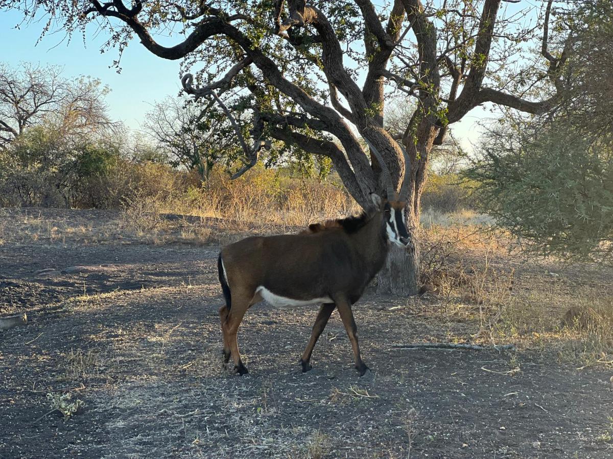 Simba Safaris African Pride Exotic Lodge Lephalale Luaran gambar