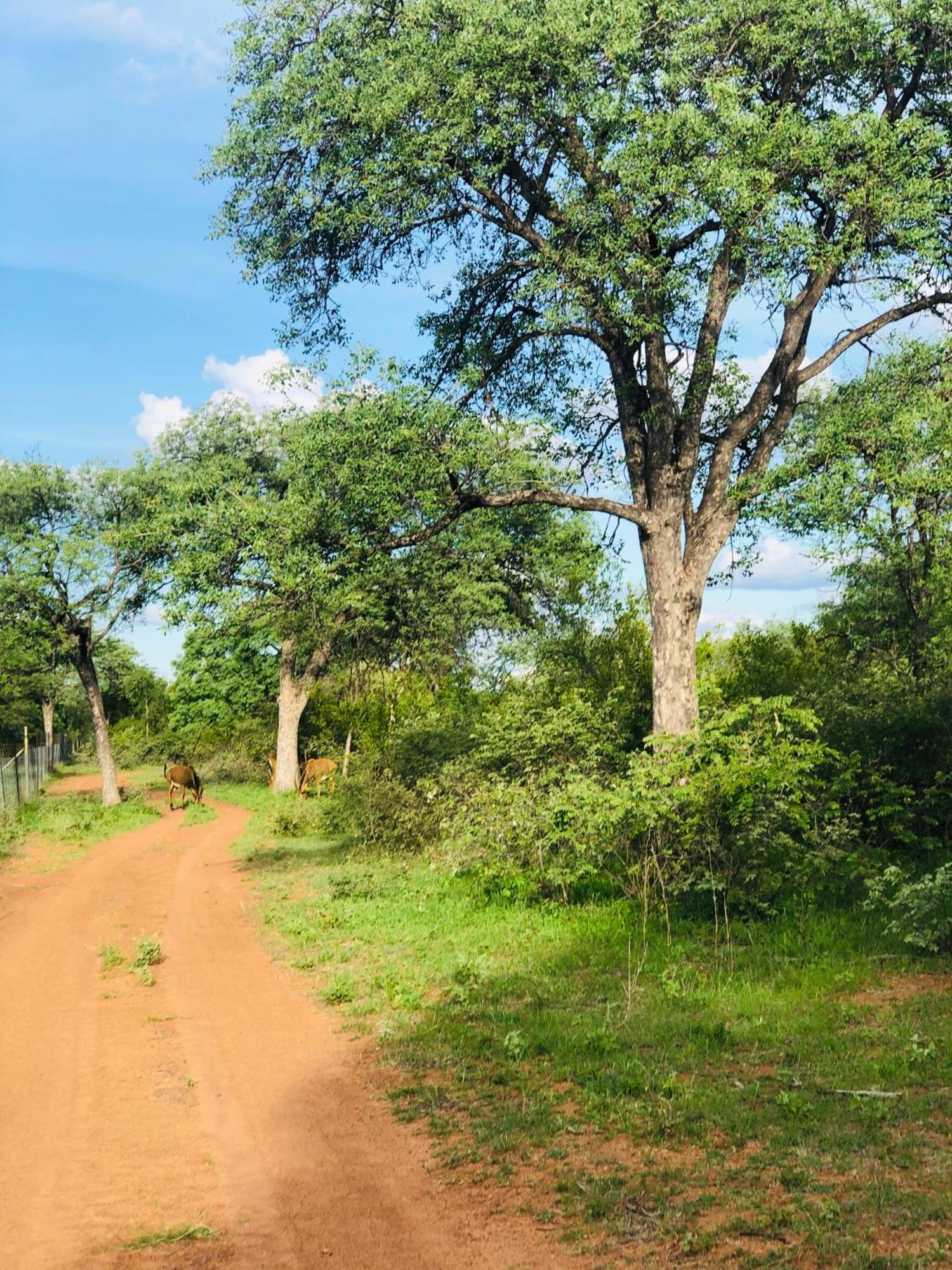 Simba Safaris African Pride Exotic Lodge Lephalale Luaran gambar