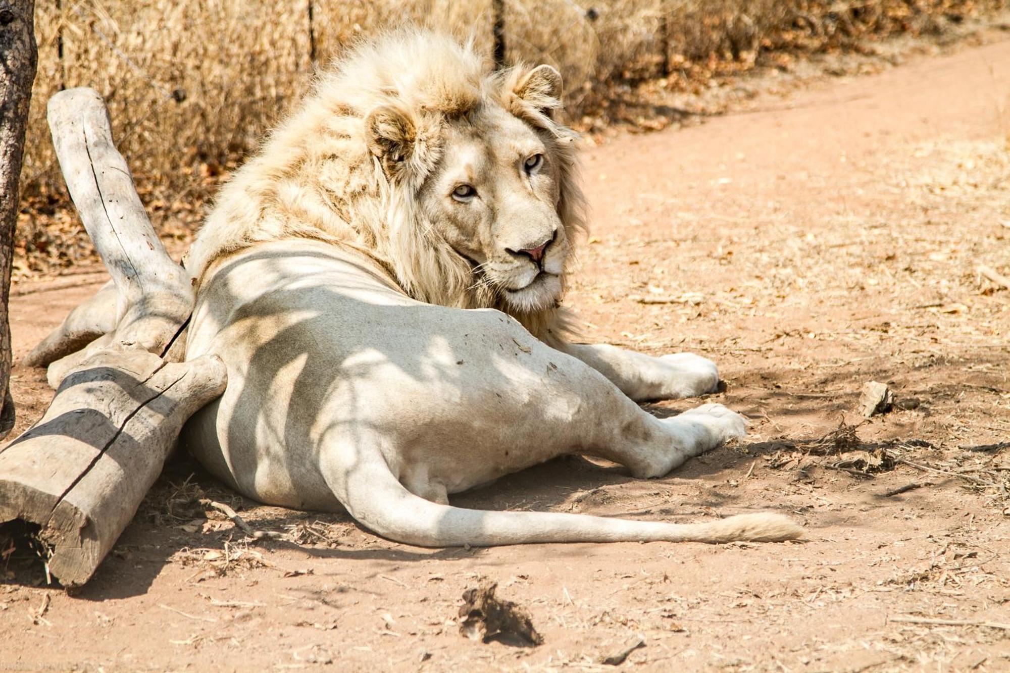 Simba Safaris African Pride Exotic Lodge Lephalale Luaran gambar