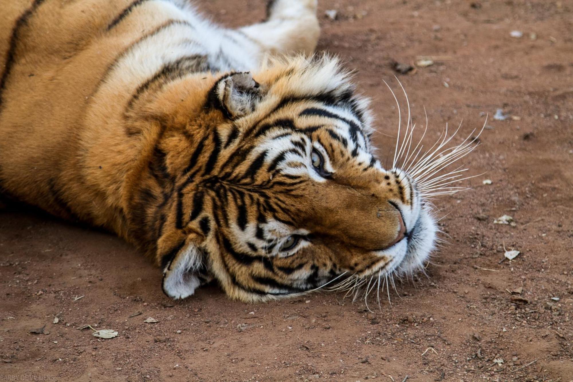 Simba Safaris African Pride Exotic Lodge Lephalale Luaran gambar