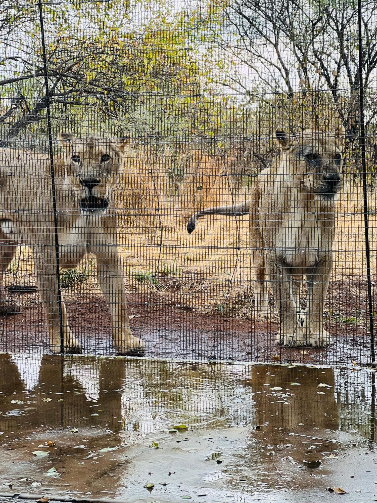 Simba Safaris African Pride Exotic Lodge Lephalale Luaran gambar
