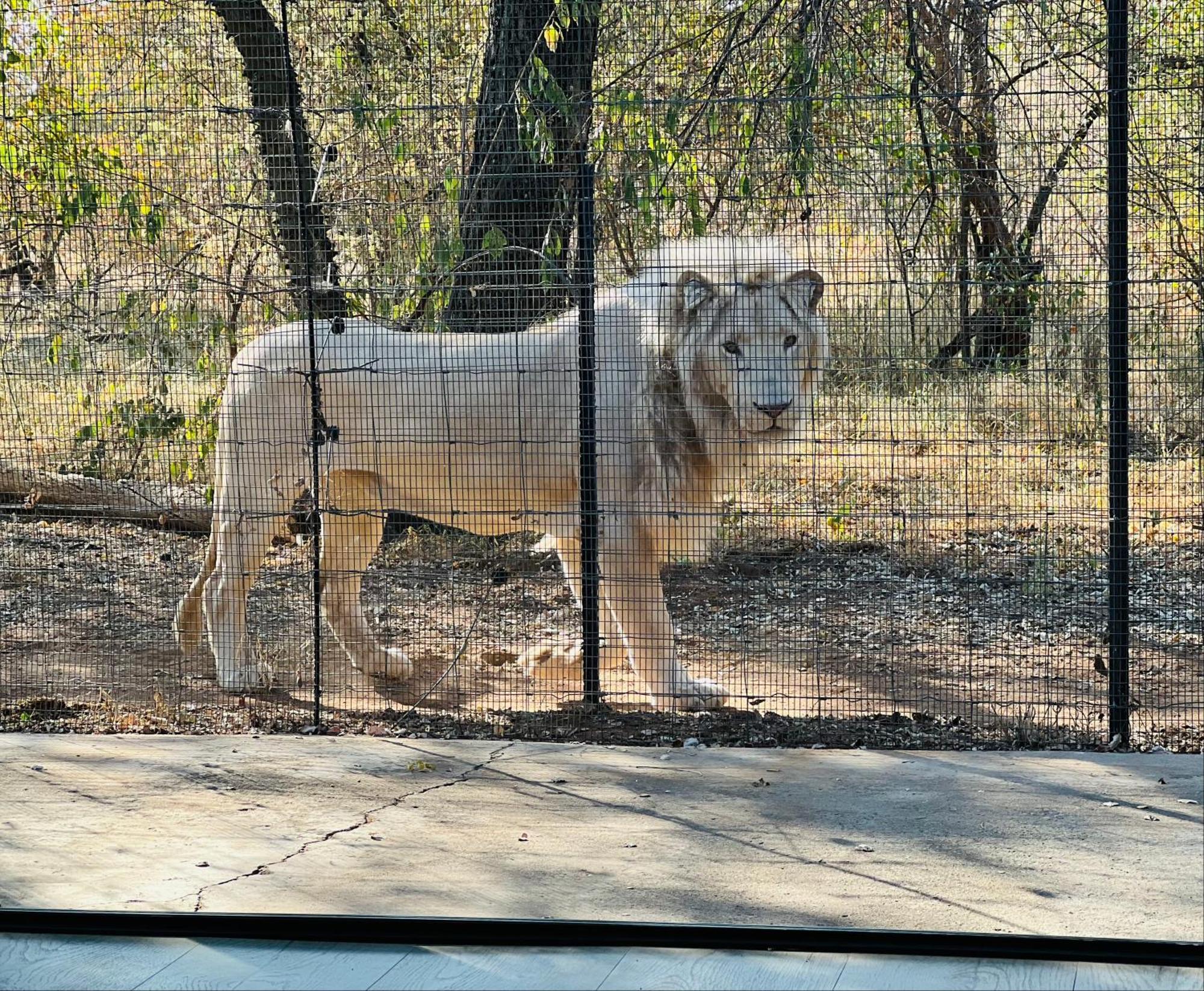 Simba Safaris African Pride Exotic Lodge Lephalale Luaran gambar