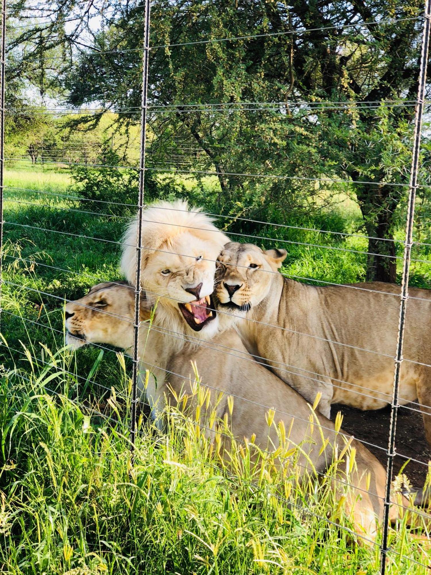 Simba Safaris African Pride Exotic Lodge Lephalale Luaran gambar
