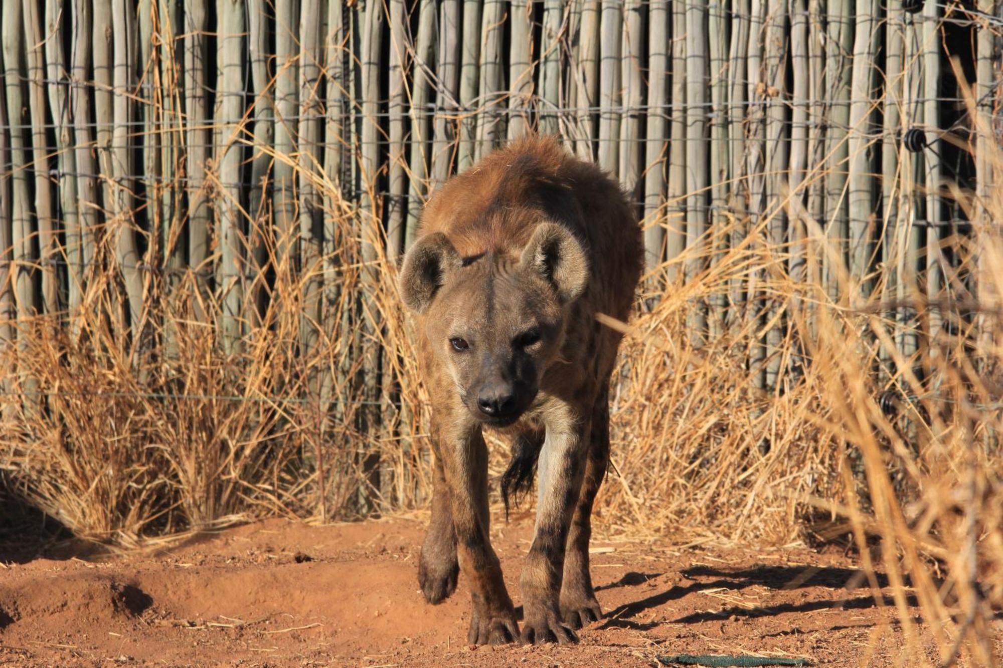 Simba Safaris African Pride Exotic Lodge Lephalale Luaran gambar