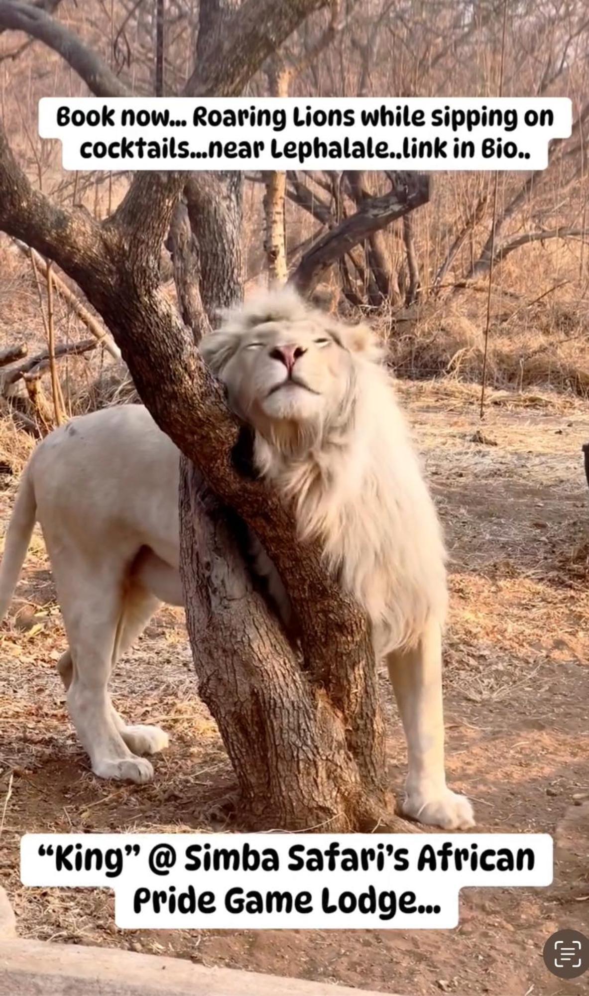 Simba Safaris African Pride Exotic Lodge Lephalale Luaran gambar