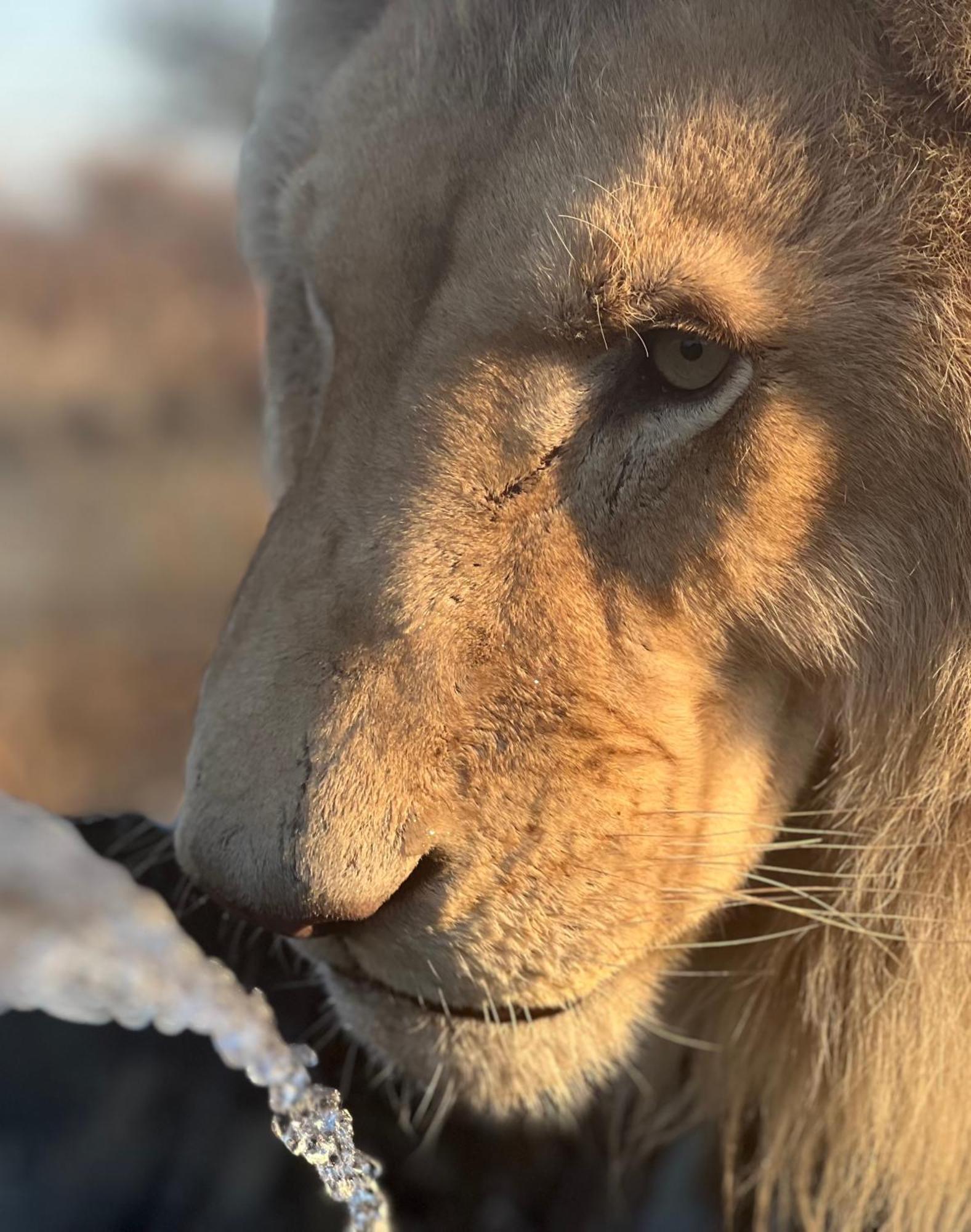 Simba Safaris African Pride Exotic Lodge Lephalale Luaran gambar