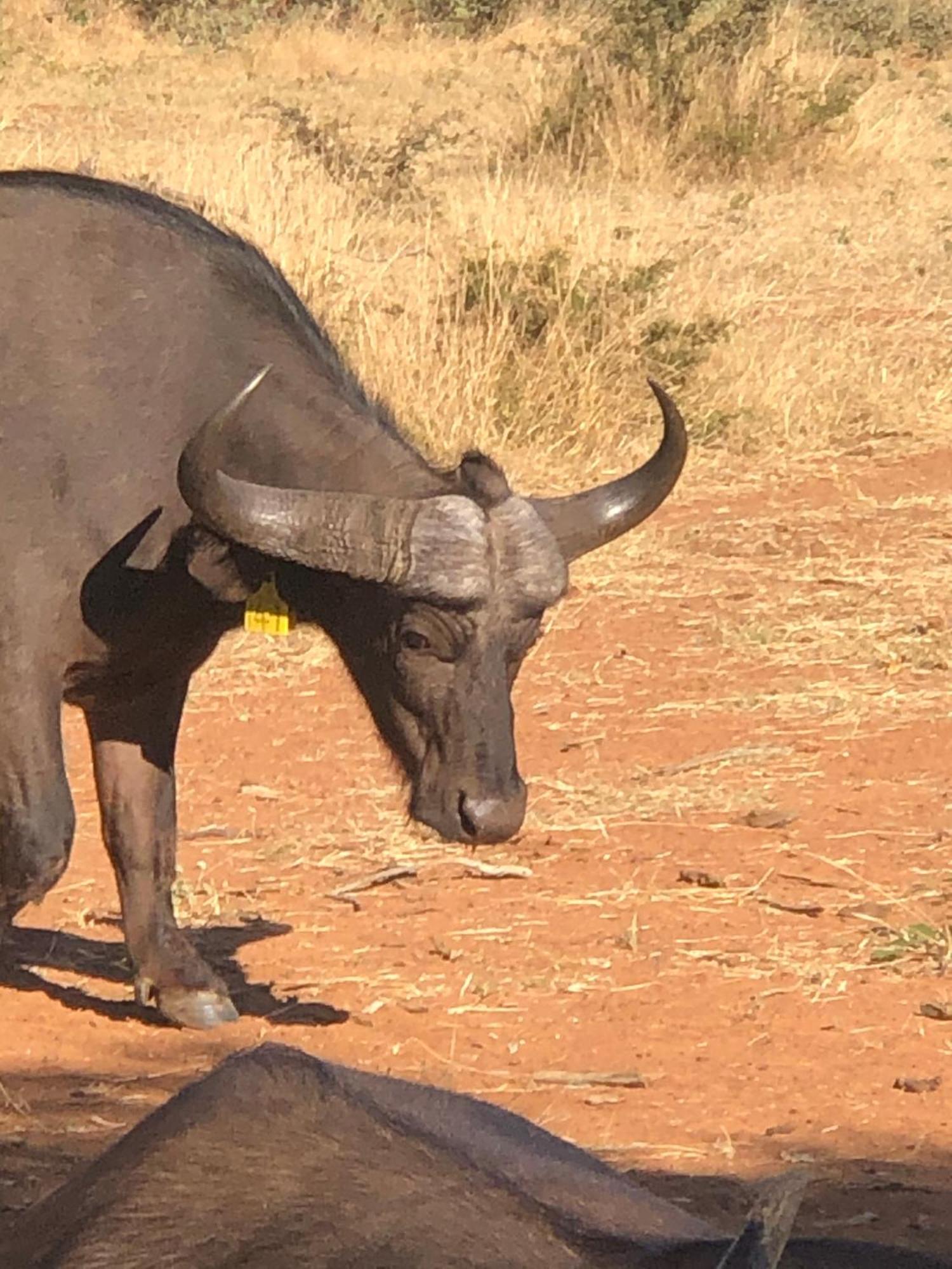 Simba Safaris African Pride Exotic Lodge Lephalale Luaran gambar