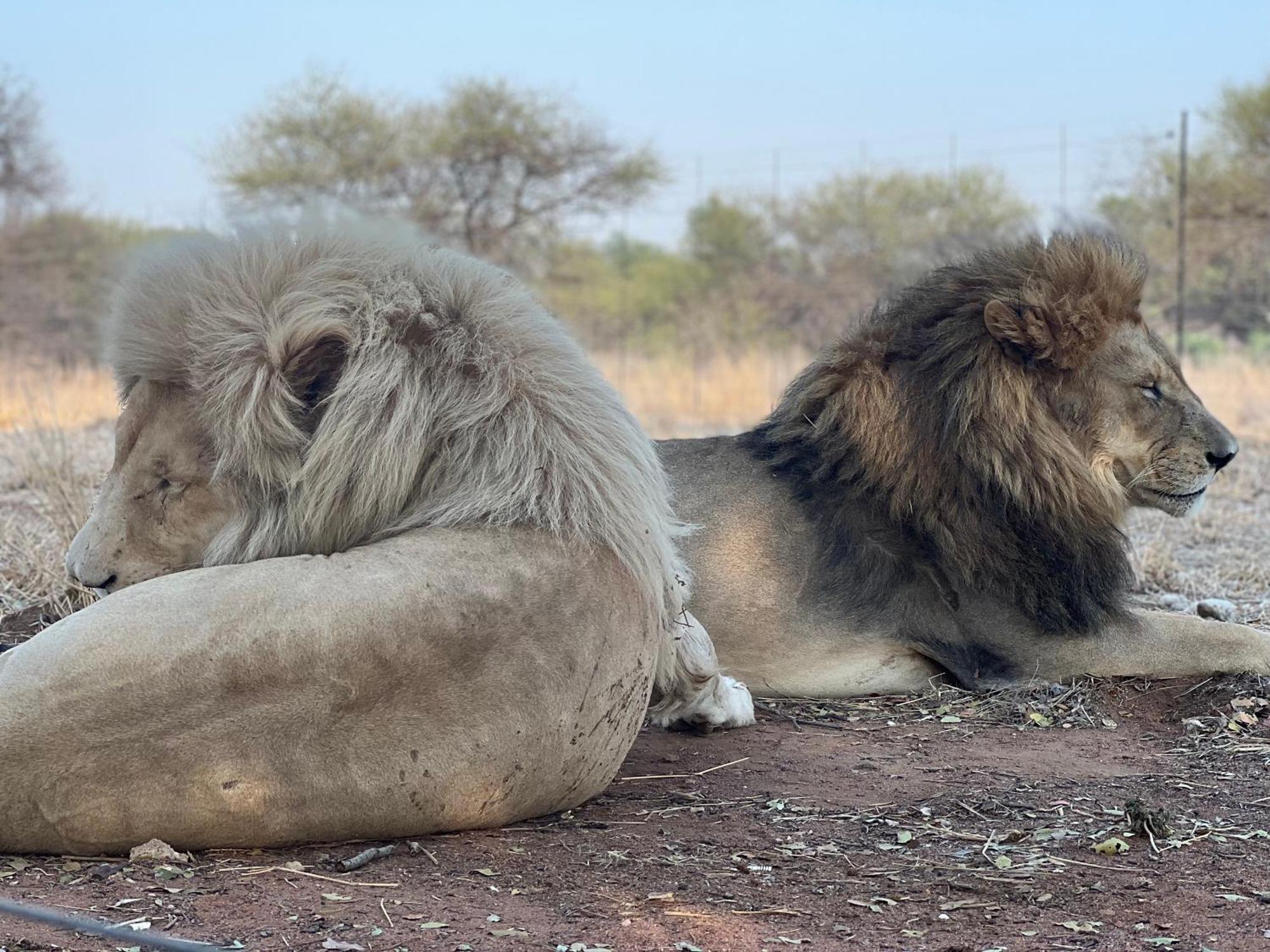 Simba Safaris African Pride Exotic Lodge Lephalale Luaran gambar